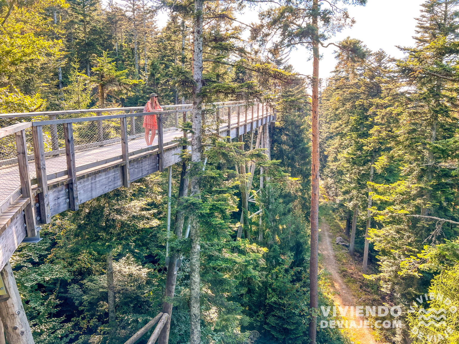 Paseo por las copas de los árboles | Bad Wildbad