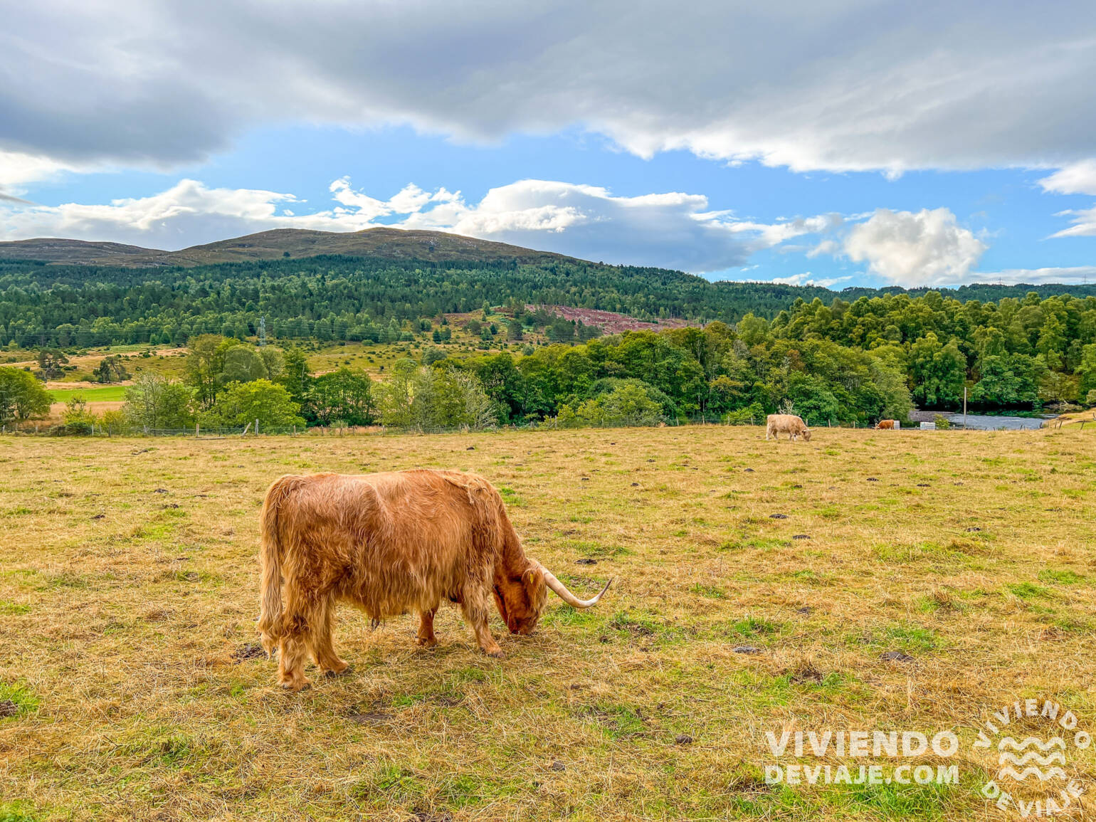 Vacas escocesas